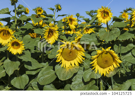 Beautiful blooming yellow sunflowers in the summer Beautiful blooming yellow sunflowers in the summer 104125725