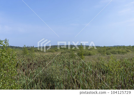Swampy terrain with plants in summer Swampy terrain with plants in summer 104125729