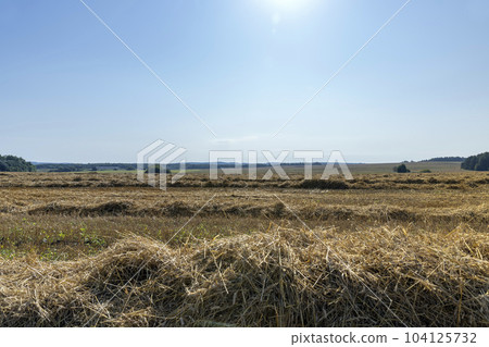 A field with cereals in the summer 104125732
