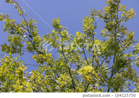Tall maple tree in summer Tall maple tree in summer 104125750