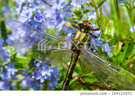 Dragonfly, Gompha vulgaris Gomphus vulgatissimus on the plant by lake morning sunlight in summer 104125973