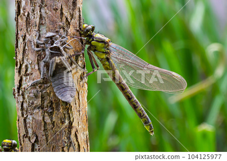 Larval dragonfly grey shell. Nymphal exuvia of Gomphus vulgatissimus. White filaments hanging out of exuvia are linings of tracheae. Exuviae, dried outer casing on blade of grass 104125977