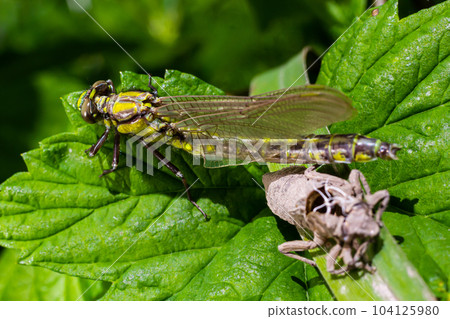 Larval dragonfly grey shell. Nymphal exuvia of Gomphus vulgatissimus. White filaments hanging out of exuvia are linings of tracheae. Exuviae, dried outer casing on blade of grass 104125980