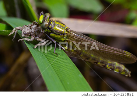 Larval dragonfly grey shell. Nymphal exuvia of Gomphus vulgatissimus. White filaments hanging out of exuvia are linings of tracheae. Exuviae, dried outer casing on blade of grass 104125981