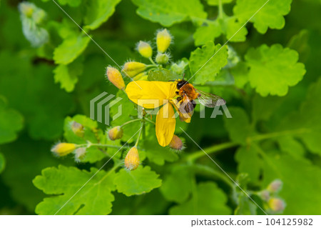 Celandine. Chelidonium family Poppy taxonomic name of the genus published by the Swedish taxonomist Karl Linney in the first volume of the work Species plantarum 104125982