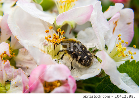 Pests of the orchard. Epicometis hirta eats an apple flower. Spring garden agriculture 104125983