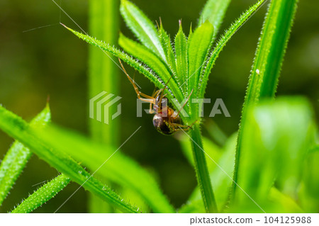 macro shot of Metellina spider on tip of green leaf, wildlife in natural environment 104125988