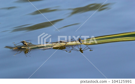 Insect Gerris lacustris, known as common pond skater or common water strider is a species of water strider, found in Europe have ability to move quickly on the water surface and have hydrophobic legs Insect Gerris lacustris, known as common pond skater or common water strider is a species of water strider, found in Europe have ability to move quickly on the water surface and have hydrophobic legs 104125991