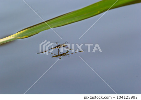 Insect Gerris lacustris, known as common pond skater or common water strider is a species of water strider, found in Europe have ability to move quickly on the water surface and have hydrophobic legs Insect Gerris lacustris, known as common pond skater or common water strider is a species of water strider, found in Europe have ability to move quickly on the water surface and have hydrophobic legs 104125992