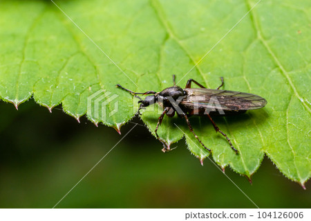 Bibio marci is a fly from the family Bibionidae called March flies and lovebugs. Larvae of this insects live in soil and damaged plant roots 104126006