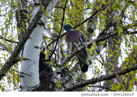 Columba palumbus bird on a birch branch in June. The common wood pigeon, Columba palumbus, is a large species in the dove and pigeon family 104126014