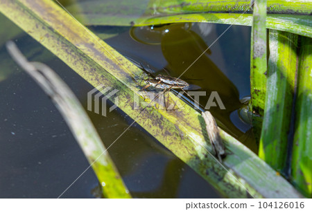 Insect Gerris lacustris, known as common pond skater or common water strider is a species of water strider, found in Europe have ability to move quickly on the water surface and have hydrophobic legs Insect Gerris lacustris, known as common pond skater or common water strider is a species of water strider, found in Europe have ability to move quickly on the water surface and have hydrophobic legs 104126016