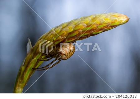 macro shot of Metellina spider on tip of green leaf, wildlife in natural environment 104126018