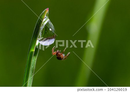 spider sits on green grass in dew drops. small black spider on the grass after rain, close-up. blurred green background, place for text spider sits on green grass in dew drops. small black spider on the grass after rain, close-up. blurred green background, place for text 104126019