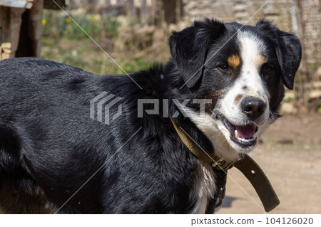 Black mongrel dog on chain on old weathered wooden kennel background on rural backyard at summer day Black mongrel dog on chain on old weathered wooden kennel background on rural backyard at summer day 104126020