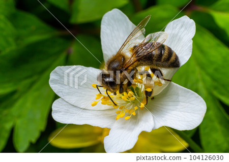 Bee, Western honey bee - Apis mellifera, with pollen sits on the flower of wood anemone 104126030