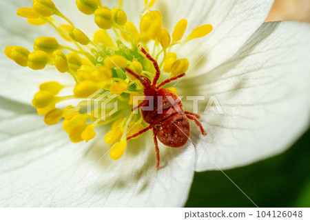 Close up macro Red velvet mite or Trombidiidae in natural environment on a white anemone flower 104126048