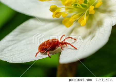 Close up macro Red velvet mite or Trombidiidae in natural environment on a white anemone flower 104126049