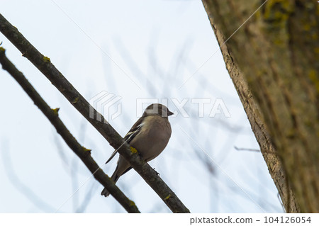 Common chaffinch sits on a tree. Beautiful songbird Common chaffinch in wildlife. The common chaffinch or simply the chaffinch, latin name Fringilla coelebs 104126054