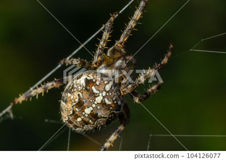 Spider Araneus diadematus with a cross on its back on a web against a tree background Spider Araneus diadematus with a cross on its back on a web against a tree background 104126077