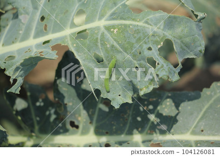 Larvae of cabbage butterfly eating vegetable leaves 104126081