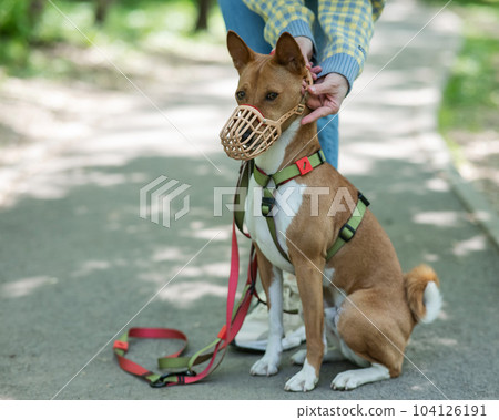 The owner puts a muzzle on the African dog breed Basenji for a walk. The owner puts a muzzle on the African dog breed Basenji for a walk. 104126191