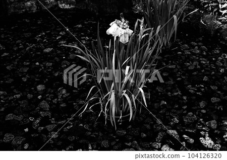 城北公園鳶尾花的黑白照片 104126320