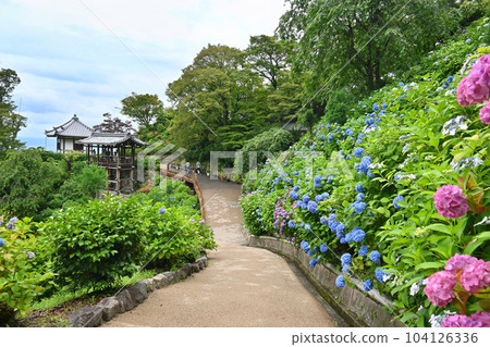 Hakusan Sakura Hydrangea Garden at Yoshimine-ji Temple, Nishikyo Ward, Kyoto City Hakusan Sakura Hydrangea Garden at Yoshimine-ji Temple, Nishikyo Ward, Kyoto City 104126336
