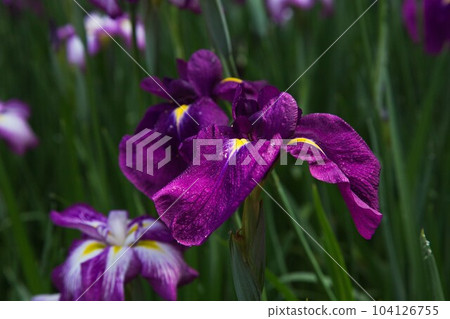 Senko no Ie with irises in full bloom 104126755