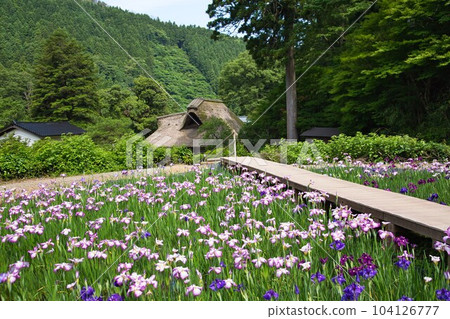 Senko no Ie with irises in full bloom 104126777