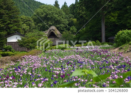 Senko no Ie 鳶尾花盛開 104126800