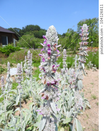 Labiatae perennial herb "Lamb's ear" Labiatae perennial herb "Lamb's ear" 104126811