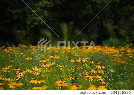 Senko no Ie with irises in full bloom Senko no Ie with irises in full bloom 104126820