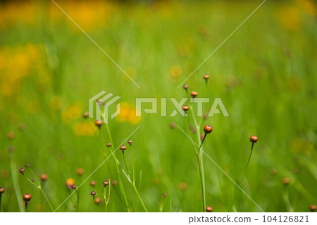 Senko no Ie with irises in full bloom Senko no Ie with irises in full bloom 104126821