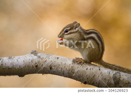 Chipmunk in autumn at Tateshina Highland 104126923
