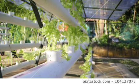 Fresh leaf lettuce green vegetable plant by hydroponic method. Nutrient film transfer Hydroponic setup system idea. Modern vegetable farming. Fresh leaf lettuce green vegetable plant by hydroponic method. Nutrient film transfer Hydroponic setup system idea. Modern vegetable farming. 104127075