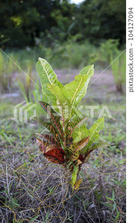 Variegated garden croton colorful plant. 104127094