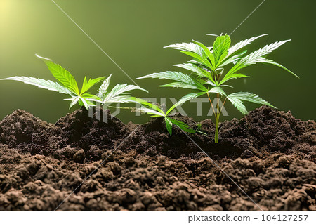 Young cannabis marijuana plant indoor growing at the soil. Young cannabis marijuana plant indoor growing at the soil. 104127257