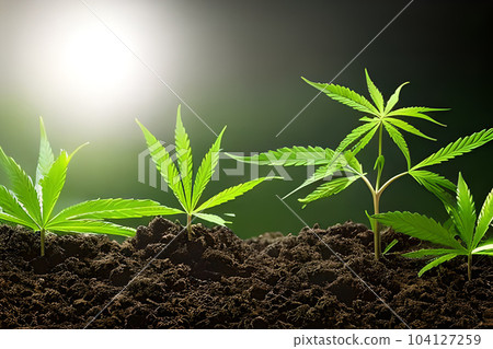 Some young cannabis marijuana plant indoor growing at the soil. Some young cannabis marijuana plant indoor growing at the soil. 104127259