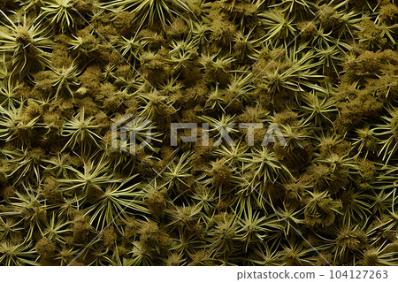 Texture background of dried cannabis marijuana seed and flower. Texture background of dried cannabis marijuana seed and flower. 104127263