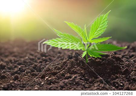 Young cannabis marijuana plant indoor growing at the soil. Young cannabis marijuana plant indoor growing at the soil. 104127268