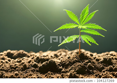 Young cannabis marijuana plant indoor growing at the soil. Young cannabis marijuana plant indoor growing at the soil. 104127269
