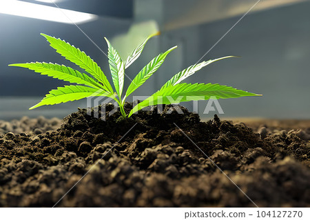 Young cannabis marijuana plant indoor growing at the soil. Young cannabis marijuana plant indoor growing at the soil. 104127270