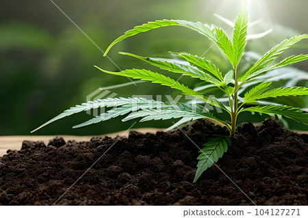 Young cannabis marijuana plant indoor growing at the soil. Young cannabis marijuana plant indoor growing at the soil. 104127271