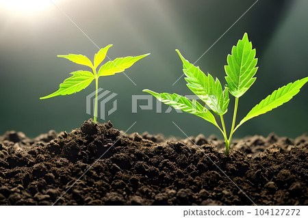 Two young cannabis marijuana plant indoor growing at the soil. Two young cannabis marijuana plant indoor growing at the soil. 104127272