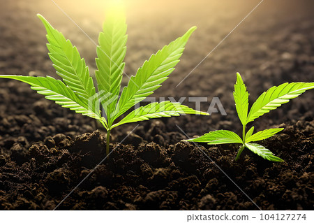 Two young cannabis marijuana plant indoor growing at the soil. Two young cannabis marijuana plant indoor growing at the soil. 104127274
