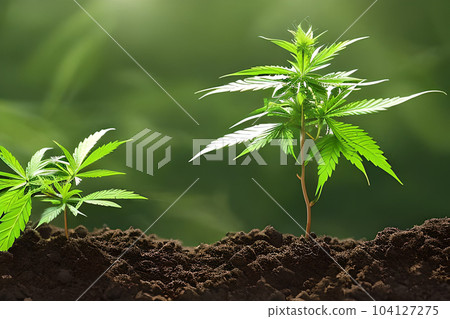 Two young cannabis marijuana plant indoor growing at the soil. Two young cannabis marijuana plant indoor growing at the soil. 104127275