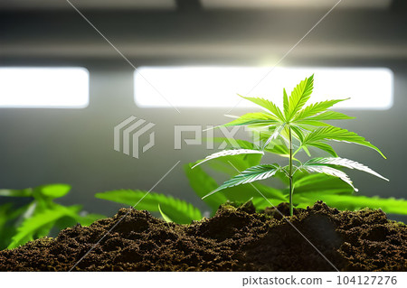Young cannabis marijuana plant indoor growing at the soil. Young cannabis marijuana plant indoor growing at the soil. 104127276