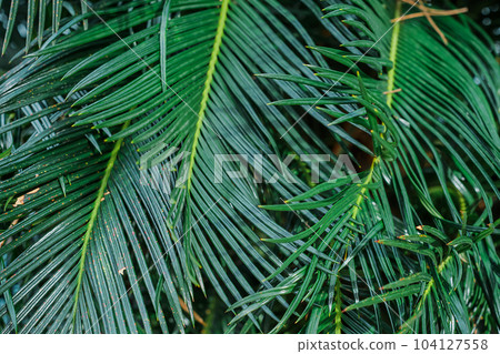 Background of palm leaves, close-up. Idea for wallpaper, background for text or advertising 104127558