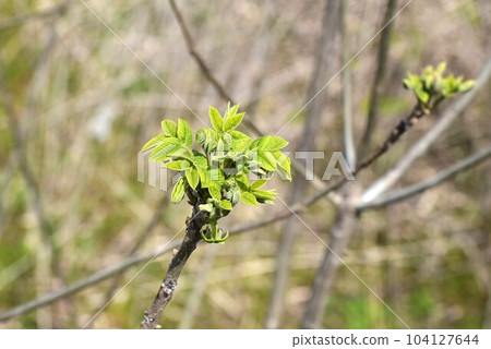 Walnut sprout 104127644